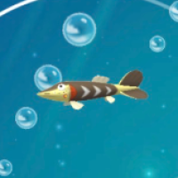 サシカマス