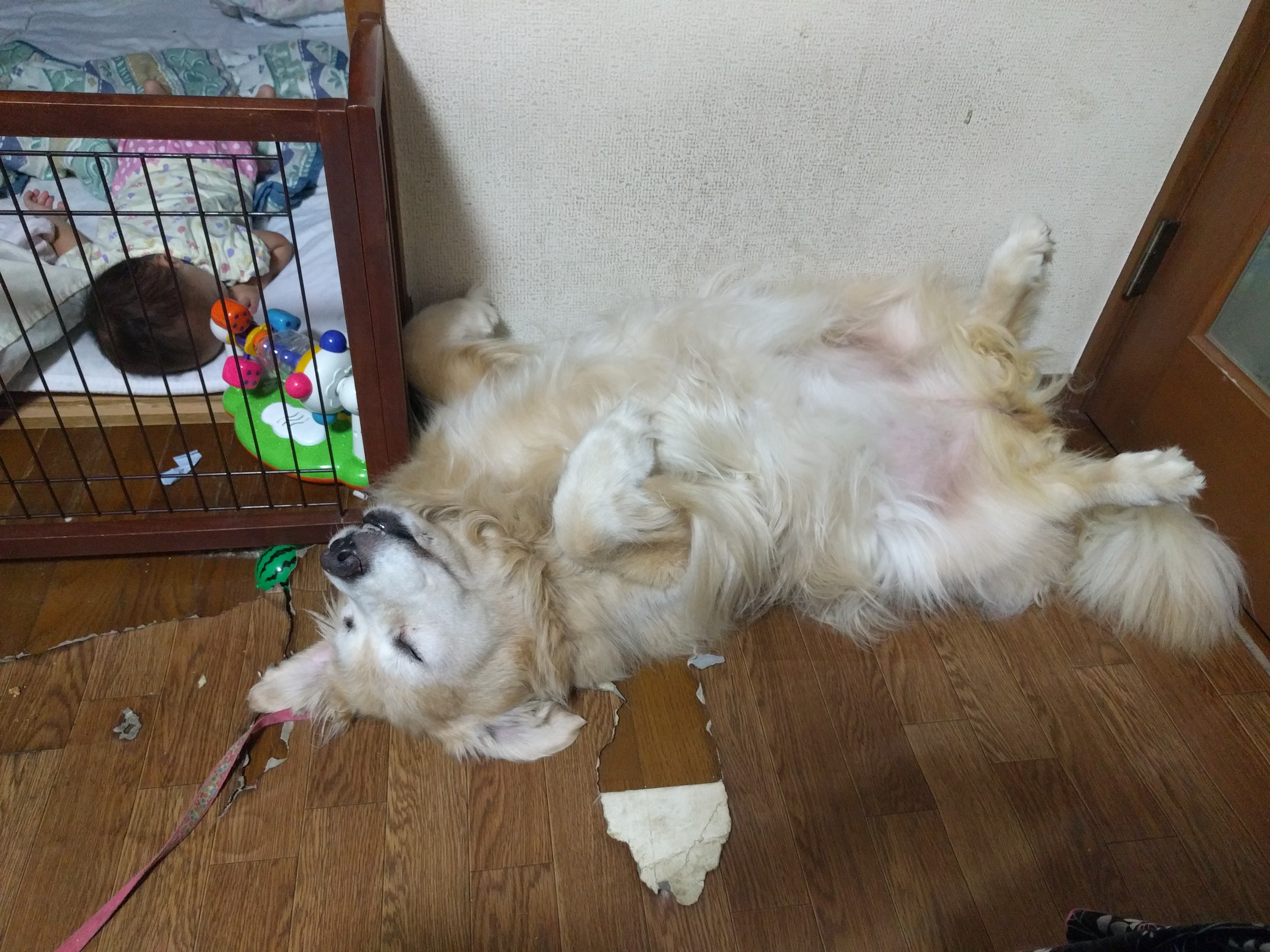 りぼん