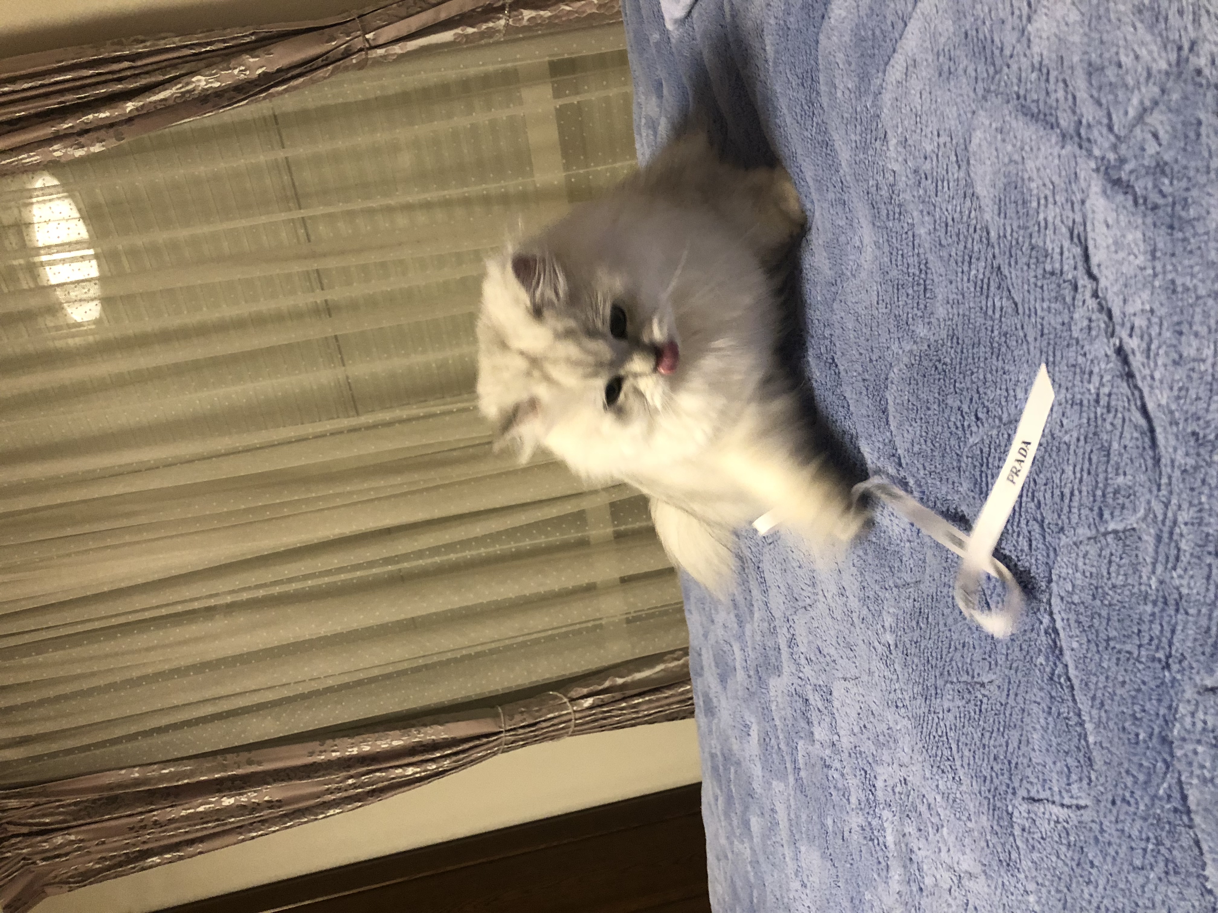 でーる